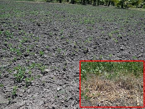 மழை பொய்த்ததால் பல ஏக்கர் பரப்பில் துவரைபயிர் சேதம்